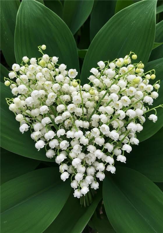 PHOTO 2025 05 01 12 04 45.jpg